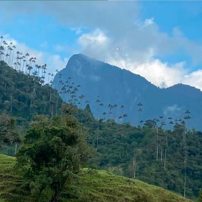 Experiencia Cascada y Bosque de Niebla Valle del Cocora - Imagen 2