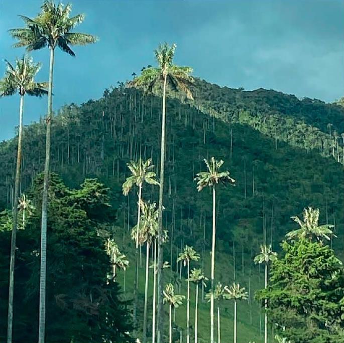 Experiencia Caminata Río Planchón Valle de Cocora - Imagen 2