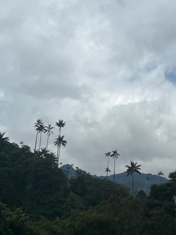 Experiencia Caminata Río Planchón Valle de Cocora - Imagen 10