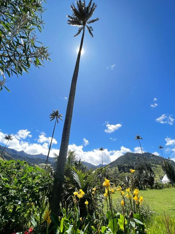 Experiencia Caminata Río Planchón Valle de Cocora - Imagen 5