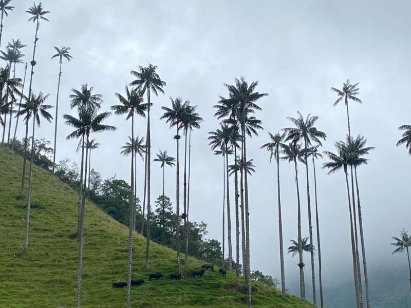 Experiencia Caminata Río Planchón Valle de Cocora - Imagen 3
