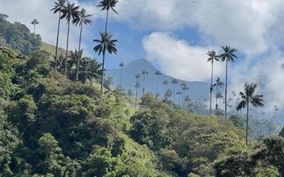 Aventura y Naturaleza: Senderismo en el Valle del Cocora