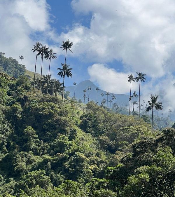 Aventura y Naturaleza: Senderismo en el Valle del Cocora