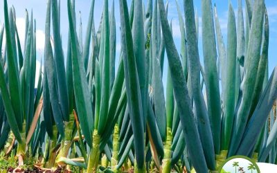 La Huerta Orgánica de Donde Juan B: Un Viaje del Campo al Plato