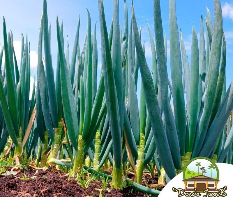 La Huerta Orgánica de Donde Juan B: Un Viaje del Campo al Plato