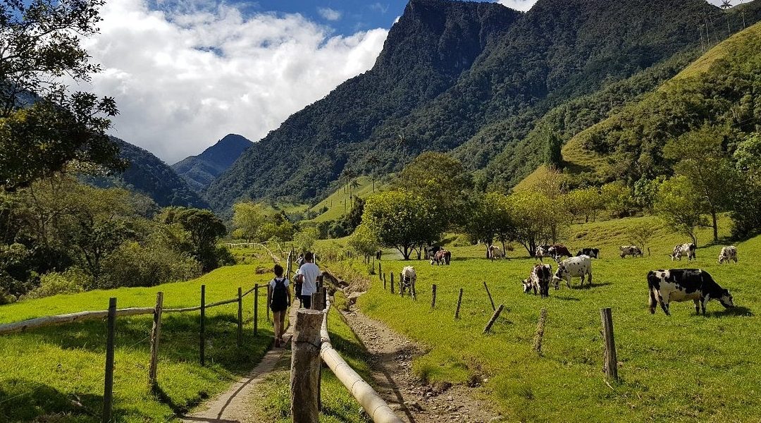 Explora la Majestuosidad del Valle del Cocora a través de sus Senderos