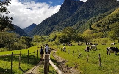 Explora la Majestuosidad del Valle del Cocora a través de sus Senderos