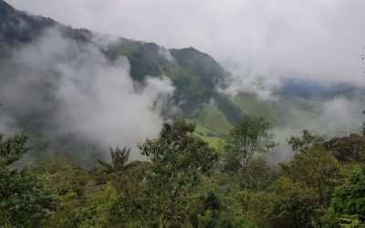 Experiencia en las Montañas del Valle de Cocora