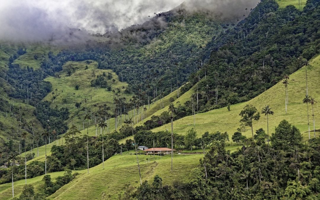 Caminatas y senderismo Ecologico en Valle del Cocora