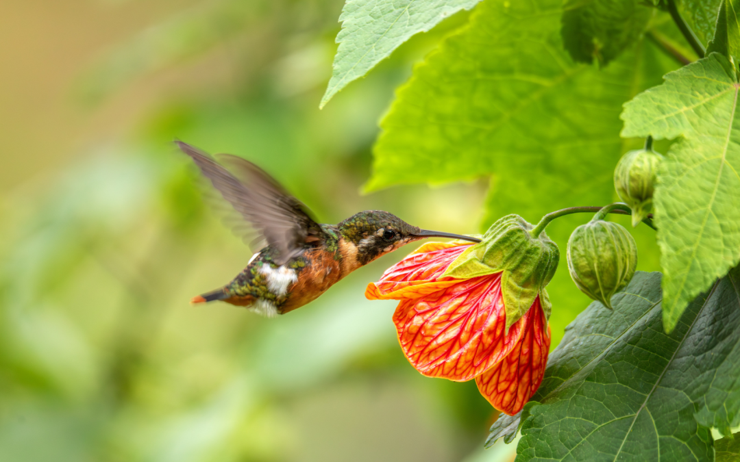 Descubre la Magia del Avistamiento de Aves en el Valle del Cocora