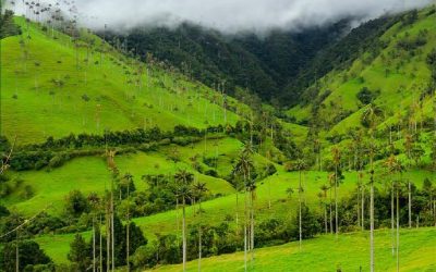 Experiencia Mirador Valle del Cocora