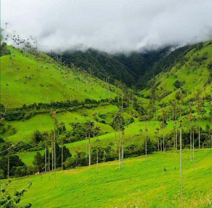 Experiencia Mirador Valle del Cocora