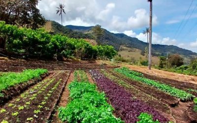 Experiencia Huerta Orgánica