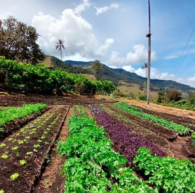 Experiencia Huerta Orgánica