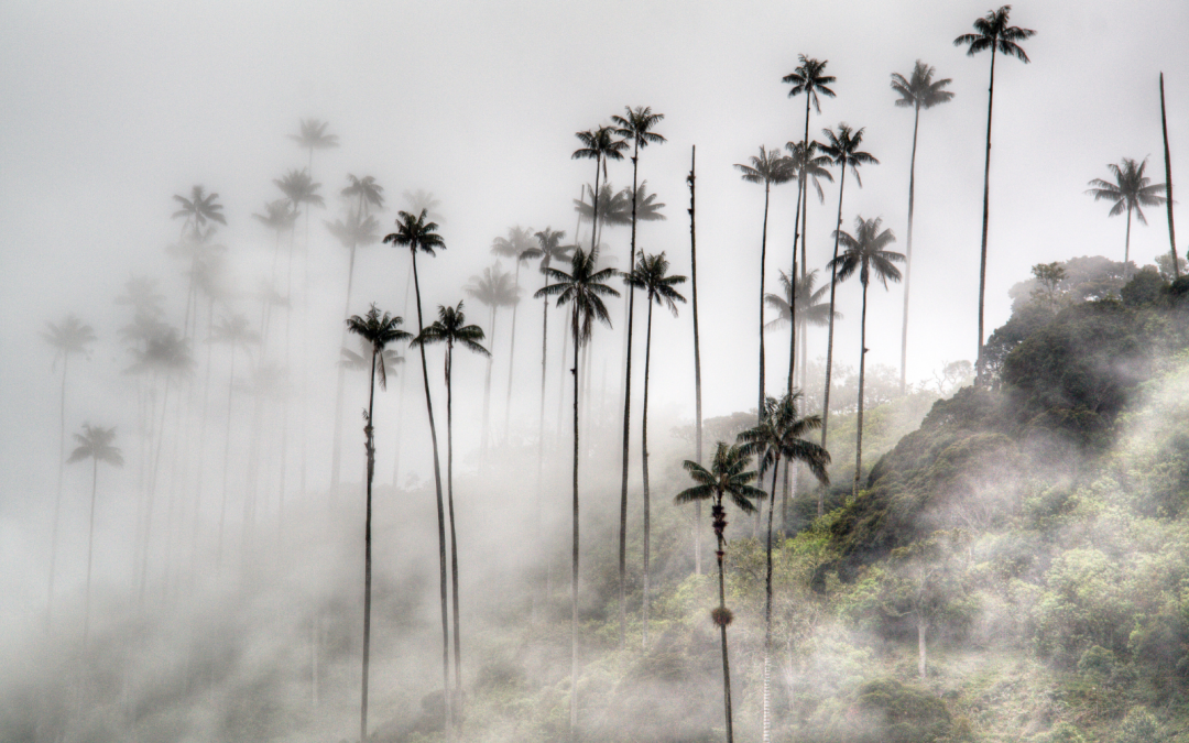 Clima en el Valle de Cocora: Cómo Disfrutar al Máximo Todo el Año