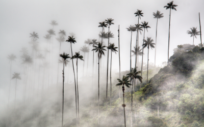 Clima en el Valle de Cocora: Cómo Disfrutar al Máximo Todo el Año