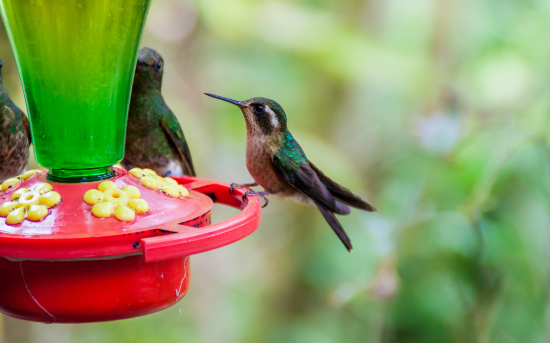 Descubre Acaime y la Finca de los Colibríes: Un Refugio de Belleza Natural en el Valle de Cocora