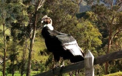 El Cóndor de los Andes en el Valle de Cocora: Un Emblema de la Naturaleza y la Conservación