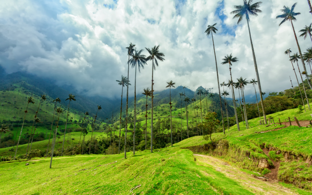 Turismo Consciente: Explora el Valle de Cocora y Vive la Magia de Donde Juan B