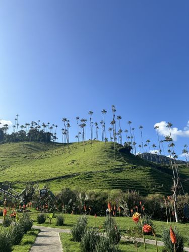 Experiencia Bosque de Palmas - Imagen 5