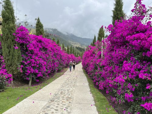 Experiencia Bosque de Palmas - Imagen 6