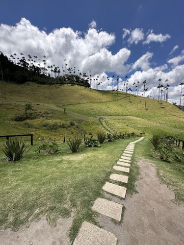 Experiencia Bosque de Palmas - Imagen 7