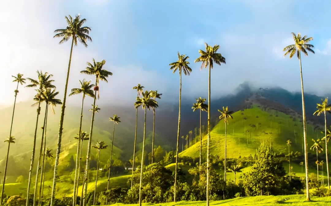 🌿 Valle de Cocora y la Palma de Cera: Un Viaje al Corazón Natural de Colombia